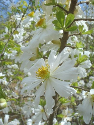 Xylotheca tettensis